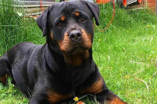 This German Rottweiler often uses Instagram doggy hashtags such as #rottieofinsta and #Sheffieldogs when sharing snaps of what she gets up to. Roxy, who is only one year old, can usually be found exploring parks and searching for sticks, particularly in Tinsley Golf Course, High Hazel Park and Eckington Woods.