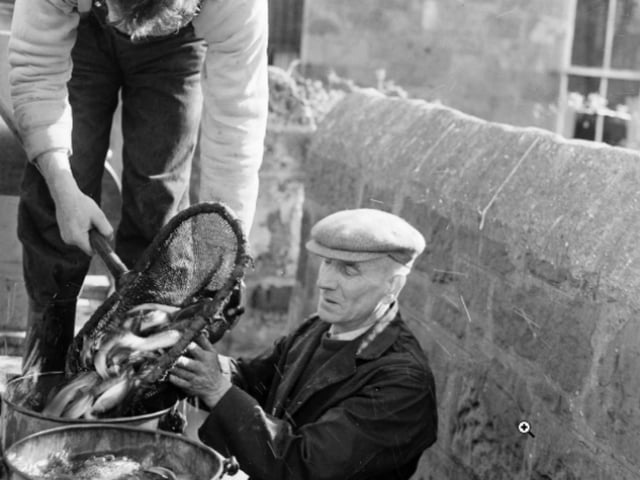 Transferring fish from tank to container to restock the Water of Leith with trout in March 1961.