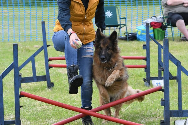 Amanda Hales coaxing her dog Molly around the agility course a last year's Alice House Hospice Dogs' Big Day Out.