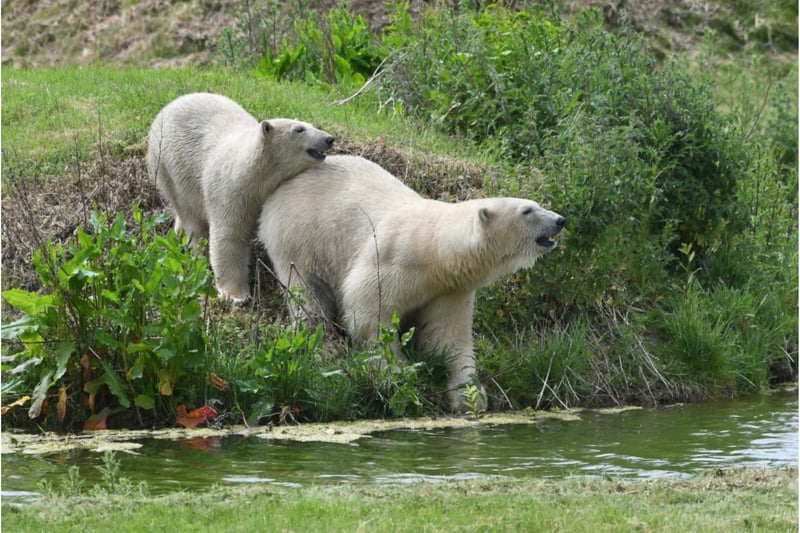 The four bears will be kept separate from the park's male bears.