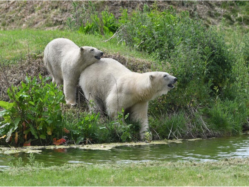 The four bears will be kept separate from the park's male bears.
