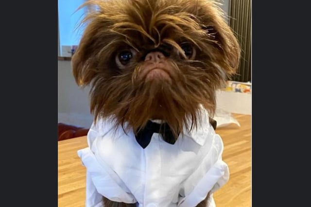 Proshka, who looks like Gizmo from Gremlins,  now has a world wide following on the back of pictures posted on social media by his owner. Here he is dressed as James Bond. Pictures: Stefani Doherty / https://www.instagram.com/griffy.girl/