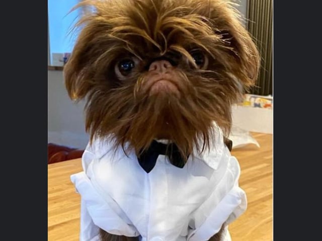 Proshka, who looks like Gizmo from Gremlins, now has a world wide following on the back of pictures posted on social media by his owner. Here he is dressed as James Bond. Pictures: Stefani Doherty / https://www.instagram.com/griffy.girl/