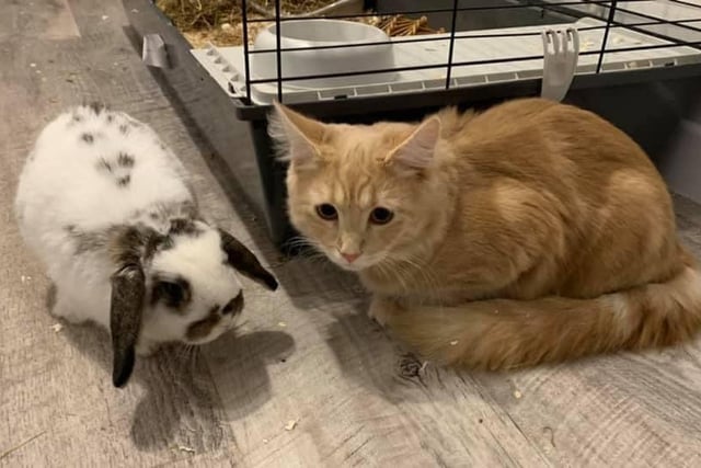 Ashleigh Harding now has two new additions in her family. A bunny called Willow and a cat called Boris. The rabbit keeps her youngest son company and the kitten belongs to her older son who was devastated when they lost their last cat. She said: "My son aptly named him Boris - we thought they had similar hair."