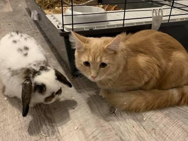Ashleigh Harding now has two new additions in her family. A bunny called Willow and a cat called Boris. The rabbit keeps her youngest son company and the kitten belongs to her older son who was devastated when they lost their last cat. She said: "My son aptly named him Boris - we thought they had similar hair."
