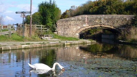 Leaving Hollingwood, keep walking along the towpath to Mill Green bridge at Staveley and keep watch for a graceful swan or two.