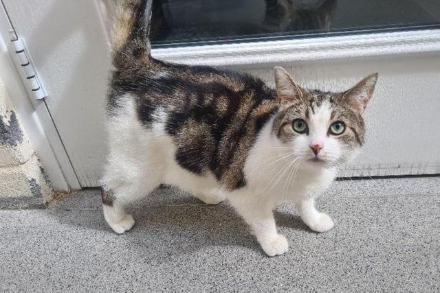 A 2-year-old white and tabby domestic shorthair crossbreed, Georgie is a loving cat who loves to be part of everything. She loves to chat with her favourite people and can often be heard demanding fuss or treats. She loves her own space and therefore a home where she is the only pet is best for her.