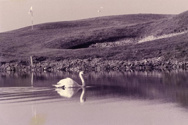 A swan swims on a lake at a calm Cams Hall Golf Club in Fareham in October 1993. The News PP3159