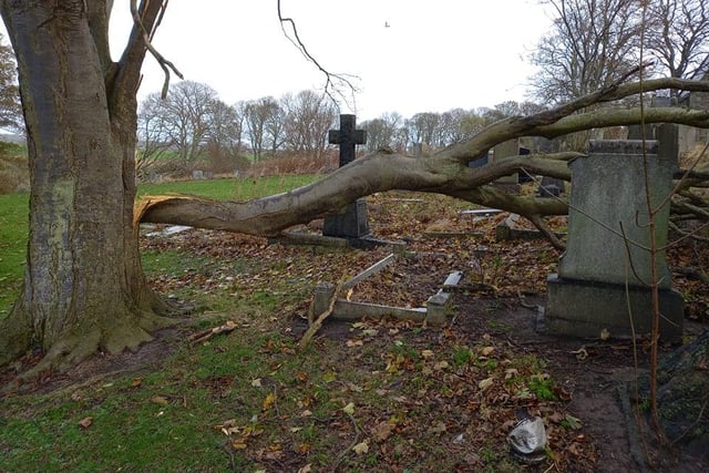 Damage to trees in Mere Knolls Cemetery. Picture: Paul Emerson.