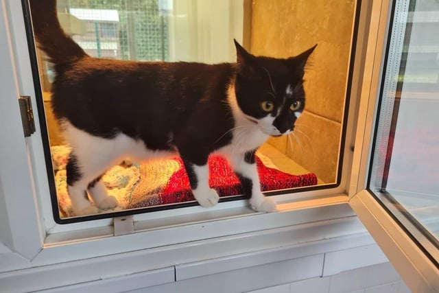 Sophia is a very friendly girl who will let you stroke her all day. Sophia came into ourselves with her kittens and spent a few weeks in the care of one of our fantastic fosterers. Her kittens have now been weaned and she is looking to find her forever home were she can get all the attention she wants.
