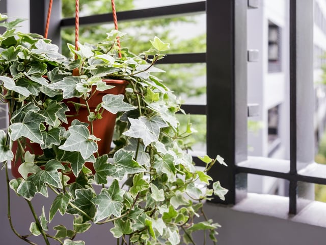 Known for its pointed leaves and delicate tree-climbing abilities, this is one of the nation's best-loved houseplants - it is also known to cause weakness, vomiting, throat swelling, dermatitis, rash and ataxia