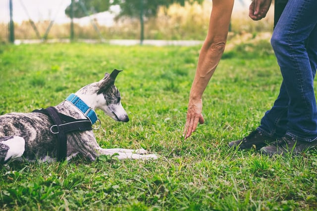Buddy's Dog Training in Dalkeith specialises in 1-2-1 sessions with an emphasis on positive reinforcement for dogs of all ages. Photo: Zybnek Pospisil / Getty Images / Canva Pro.