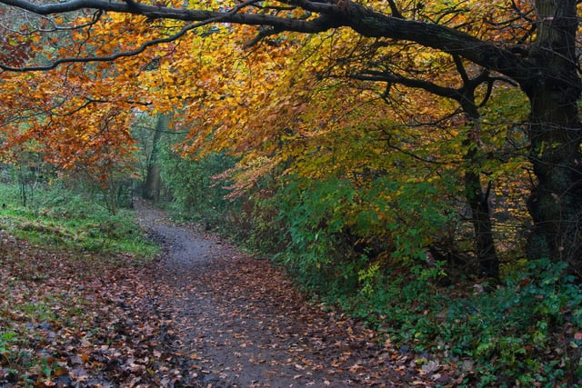 Located in Meanwood Park, The Hollies is a secret old oak woodland which offers stunning scenery. This natural botanical garden provides a beautiful backdrop for your stroll.