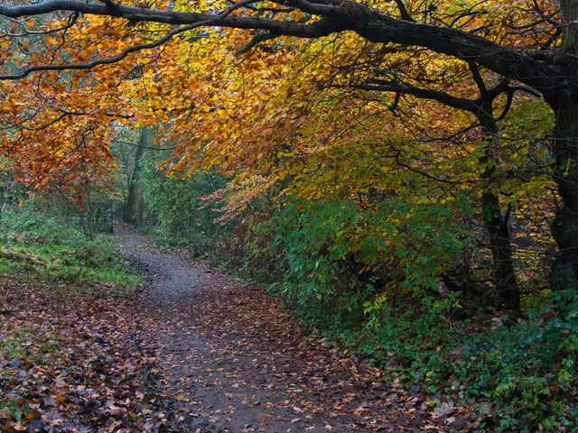 Located in Meanwood Park, The Hollies is a secret old oak woodland which offers stunning scenery. This natural botanical garden provides a beautiful backdrop for your stroll.