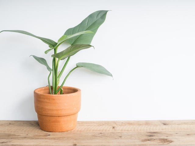 The Greek name for this popular plat means ‘loving tree’, but be wary - it’s potentially harmful