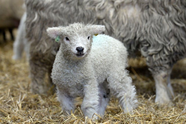 A newborn lamb at Whirlow Hall Farm in Sheffield. Picture: Steve Ellis