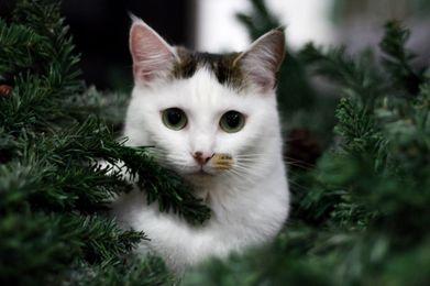 This adorable feline thinks she can get away with being a Christmas tree decoration (photo by Amanda Jack)