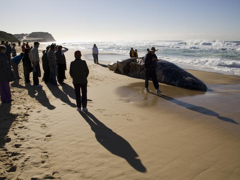 All whales found on the coast are property of the Crown. This was apparently written to ensure the Queen had enough whalebone from her corsets. However, the Royal House is at liberty to turn down the offer of the animal remains.