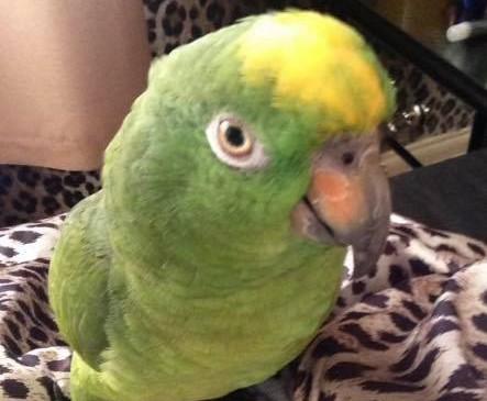 Carly Beresford shared this photo of Dolly, the yellow-crowned amazon.
