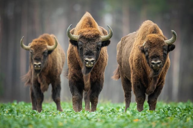 Though we tend to think of them as an American species, the European Bison would at one point have been found throughout the continent, including the UK. A new project in Kent hopes to make this a reality once again, at the Wilder Blean project.
