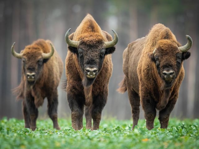 Though we tend to think of them as an American species, the European Bison would at one point have been found throughout the continent, including the UK. A new project in Kent hopes to make this a reality once again, at the Wilder Blean project.