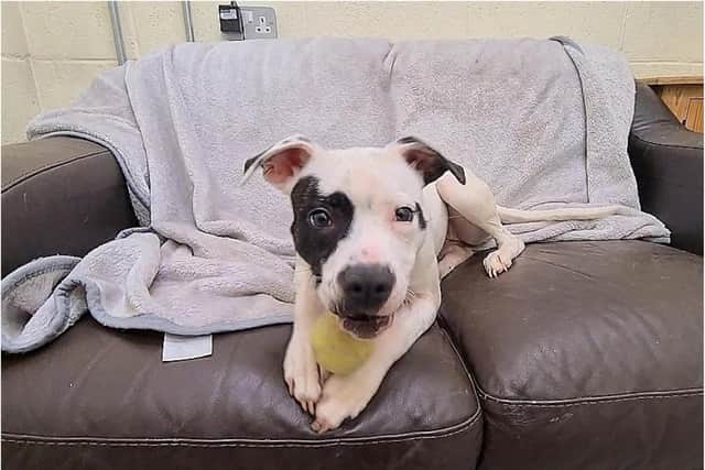 Skinny pup found dumped in cage finds new home for Christmas after care ...