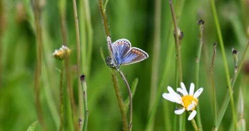 A blue butterfly captured by @popplemichael