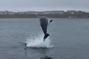 People love to see the dolphins on the Sunderland coast.