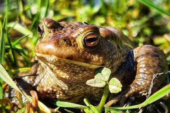 Have you been basking in the sun like this toad? Photo from @jadehakin