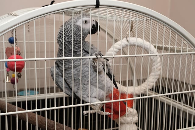All pubs have their characters and at the Nailmakers Arms in Norton, Sheffield, that character is an African grey parrot called Louis. He has picked up a foul mouth - or beak - from watching Sky movies. He utters the F-word so frequently that landlord Andy Ashby has had to place a notice at the bar near the bird warning visitors: “I swear. Please don’t be offended."