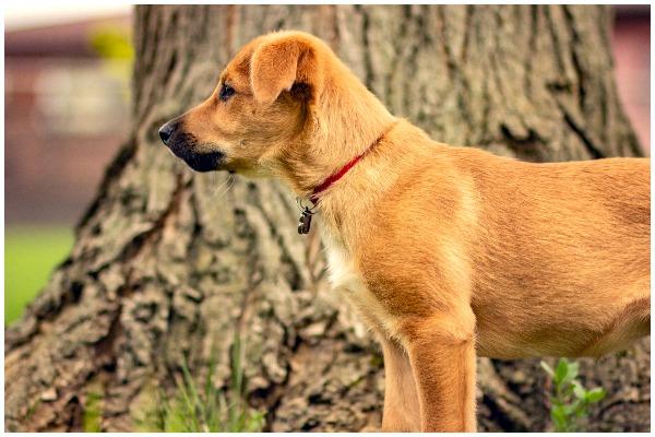 The Chinook is known for intelligence, patience, and its eagerness to please (Photo: Shutterstock)