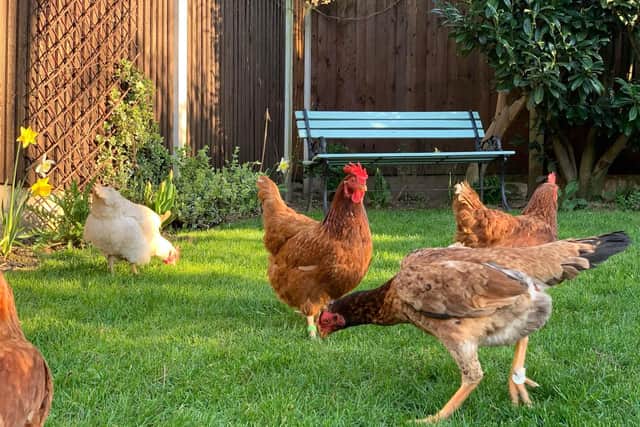Stray chicken found in Sheffield: Judy in her new home.