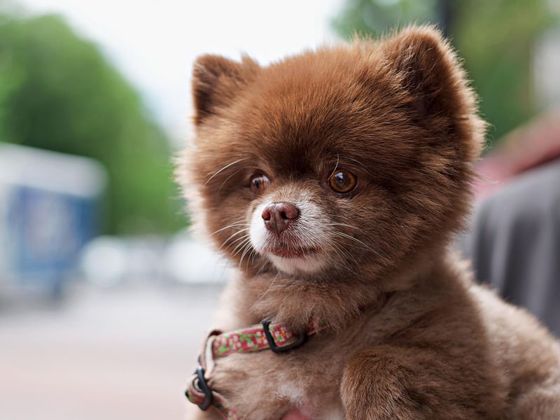Queen Victoria may have brought them to the UK, but Poms have been owned, and adorable, by famous names such as Sir Isaac Newton, Martin Luther and Mozart.
