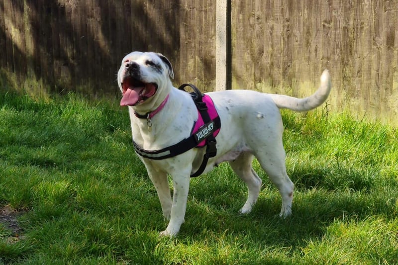 Naska is a 3-year-old American Bulldog who is looking for a home. She is is a playful, fun, bouncy girl. She can not live with cats or other dogs. She can live with children aged 10 and over. RSPCA say: 'It would benefit Naska to have a spacious house with a secure garden for her to burn off some energy!'