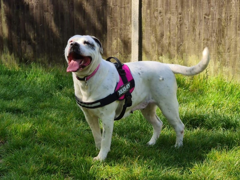 Naska is a 3-year-old American Bulldog who is looking for a home. She is is a playful, fun, bouncy girl. She can not live with cats or other dogs. She can live with children aged 10 and over. RSPCA say: 'It would benefit Naska to have a spacious house with a secure garden for her to burn off some energy!'