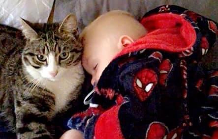 Giorgio Brough posts: "Simba is 1 month older than my son Arlo and they’re the best of friends! They love play fighting with each other and cuddling when sleeping. Simba is so protective over Arlo, he even tried getting into the ambulance when he got admitted to hospital last month."