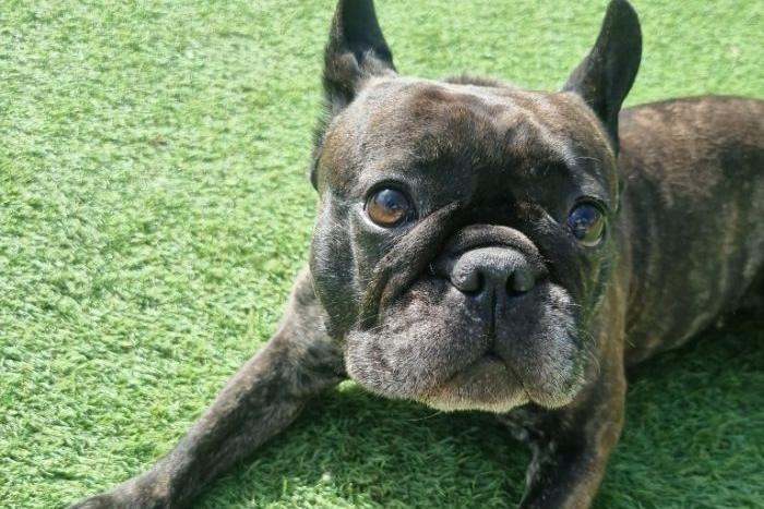 Lola is a French bulldog who has suffered poor health. Luckily she had been thriving in foster care. She only requires short walks but loves to play. She loves cuddles and is very affectionate. She takes medication daily to keep her comfortable which Thornberry will pay for. She is best suited to live with people aged 16+ and needs a secure garden. She could live with caged furries and birds.
