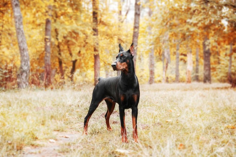 In Turkey, the loyal Dobermann ranked as the country’s favourite four-legged friend.