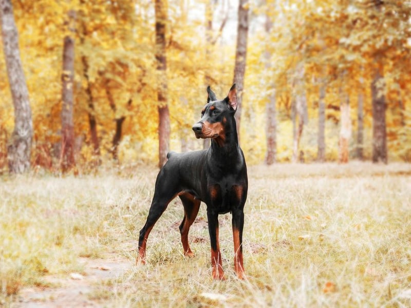 In Turkey, the loyal Dobermann ranked as the country’s favourite four-legged friend.