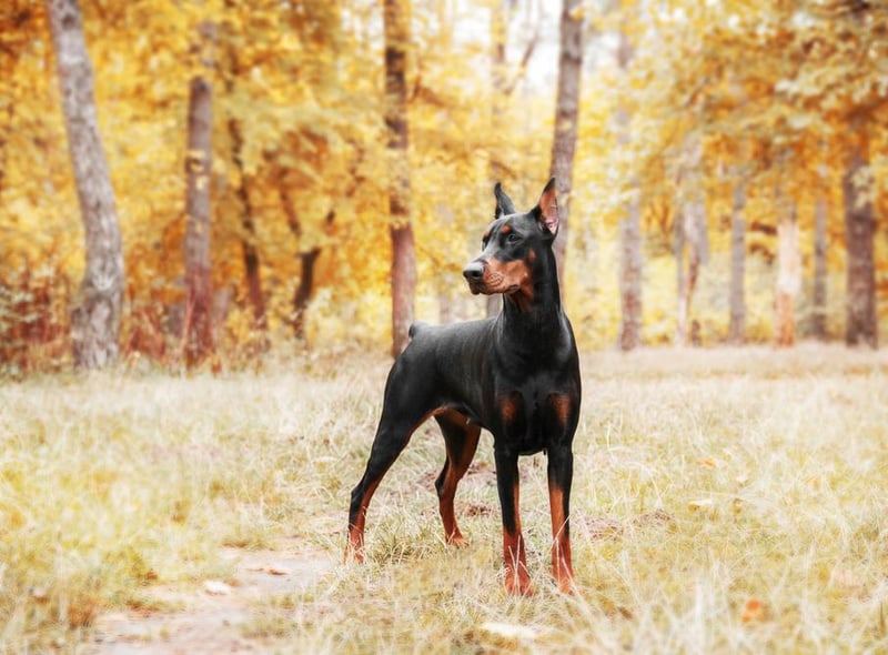 In Turkey, the loyal Dobermann ranked as the country’s favourite four-legged friend.