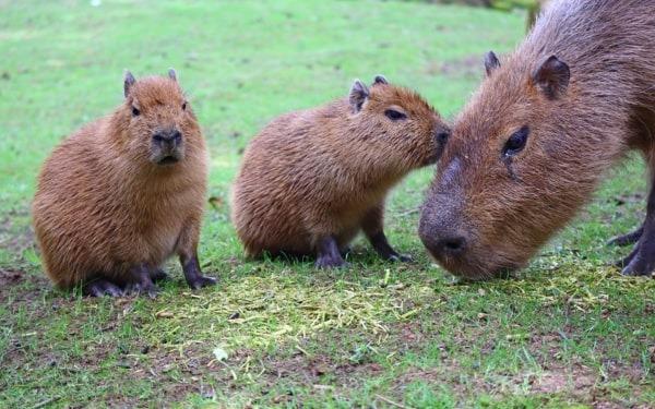 Surprise capybara twin pups are born in zoo