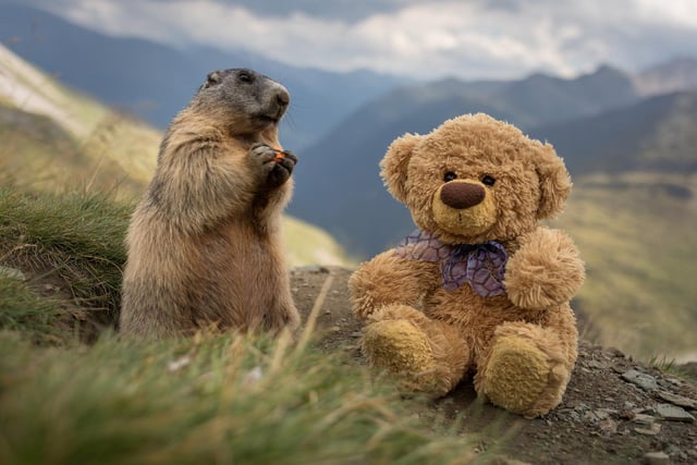 John James the teddy bear meeting a marmot at the Groflglockner in Austria .
 These adorable teddy bears could be the world's most well-travelled cuddly toys - as their photographer owner has chronicled their adventures in 27 different countries. Christian Kneidinger, 57, has been travelling with his teddy bears, named John and Bob since 2014 - and his taken them to some of the world's most famous landmarks. The teddy bears have dressed up in traditional Emirati clothing to visit the Sultan's Palace in Oman, and have braved the cold on a glacier on Lofoten Island in Norway.