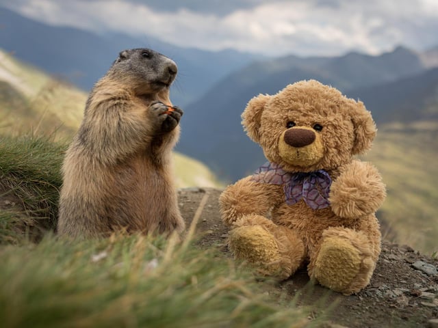 John James the teddy bear meeting a marmot at the Groflglockner in Austria .
 These adorable teddy bears could be the world's most well-travelled cuddly toys - as their photographer owner has chronicled their adventures in 27 different countries. Christian Kneidinger, 57, has been travelling with his teddy bears, named John and Bob since 2014 - and his taken them to some of the world's most famous landmarks. The teddy bears have dressed up in traditional Emirati clothing to visit the Sultan's Palace in Oman, and have braved the cold on a glacier on Lofoten Island in Norway.