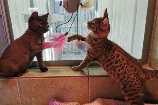 These little munchkins are a pair of curious, playful girls who would make a great addition to any home.