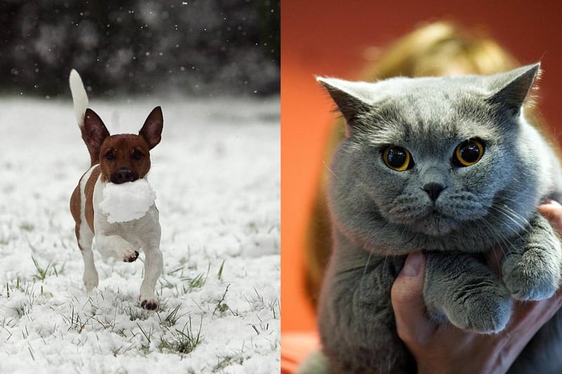 Average insurance cost: Jack Russell Terrier: £147.21. British Blue Shorthair: £124.71