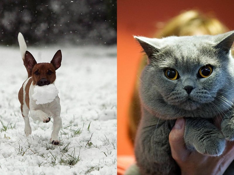 Average insurance cost: Jack Russell Terrier: £147.21. British Blue Shorthair: £124.71