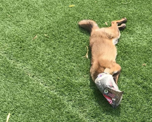 A fox injured by litter