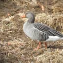 The greylag goose at Hatfield Chase by Ian Rotherham