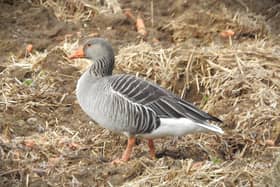 The greylag goose at Hatfield Chase by Ian Rotherham