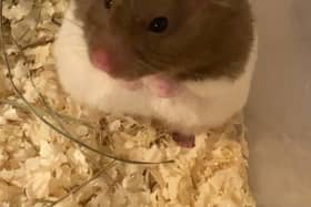 One of the nine hamsters which were found abandoned in a park in Rotherham (pic: RSPCA)